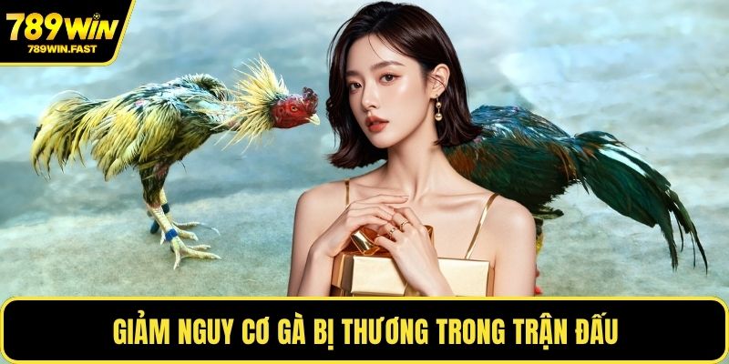 Giảm nguy cơ gà bị thương trong trận đấu