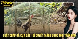 Luật chấp gà cựa sắt