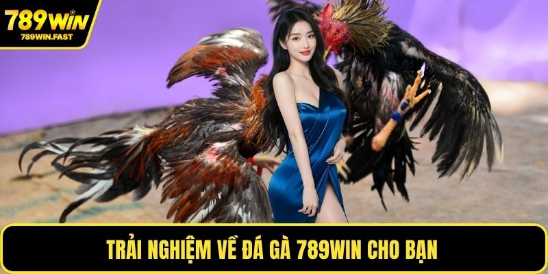 Trải nghiệm về đá gà 789WIN cho bạn 