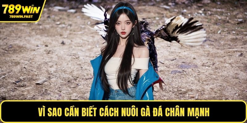 Vì sao cần biết cách nuôi gà đá chân mạnh